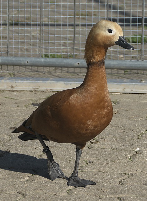 分扩大